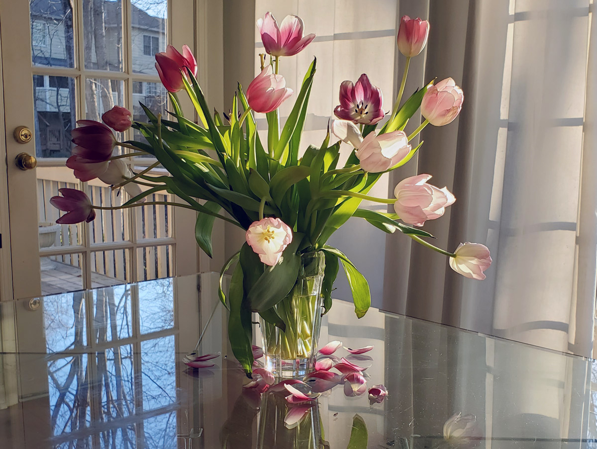 the muse — real tulips on a glass table