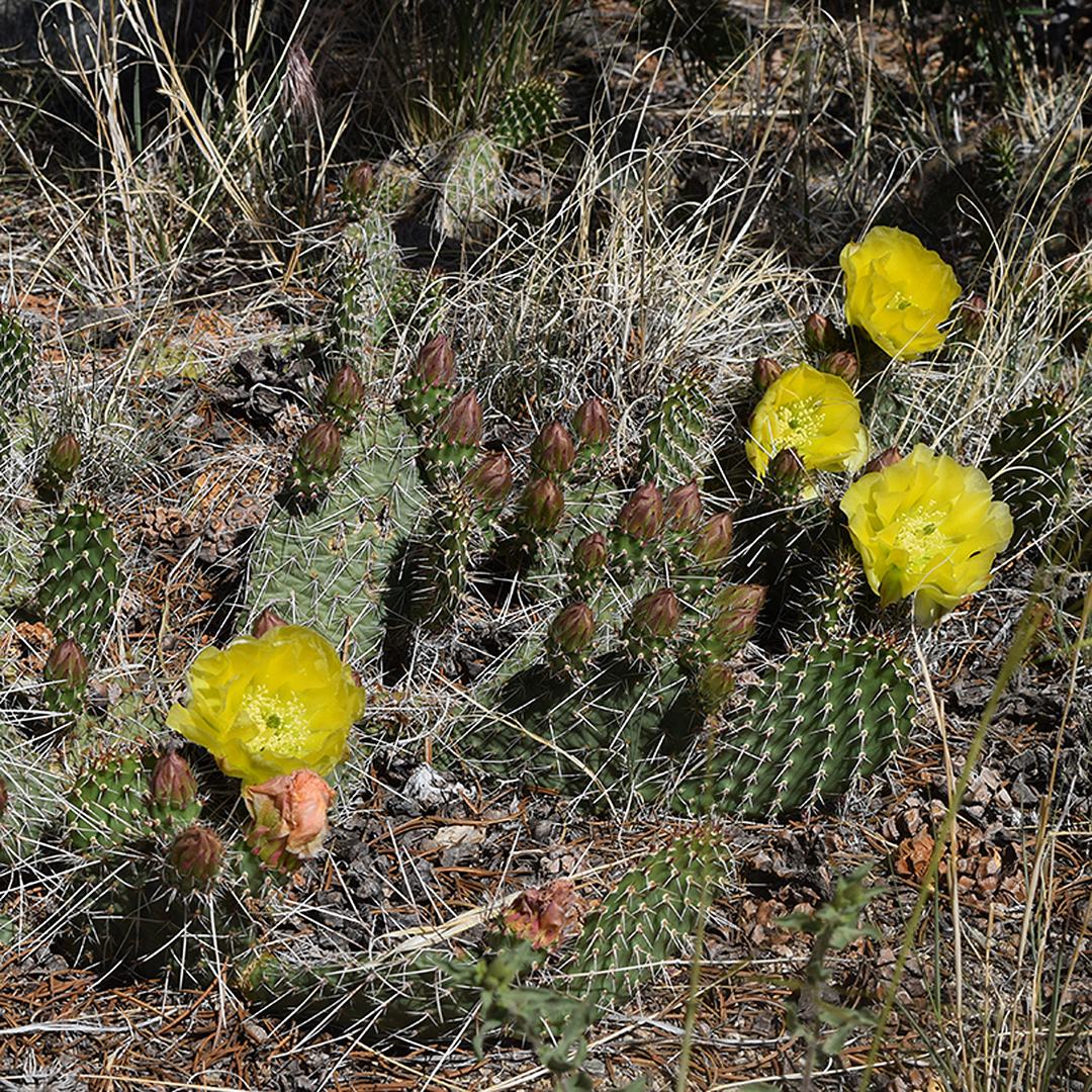 the muse — desert blooms in the wild