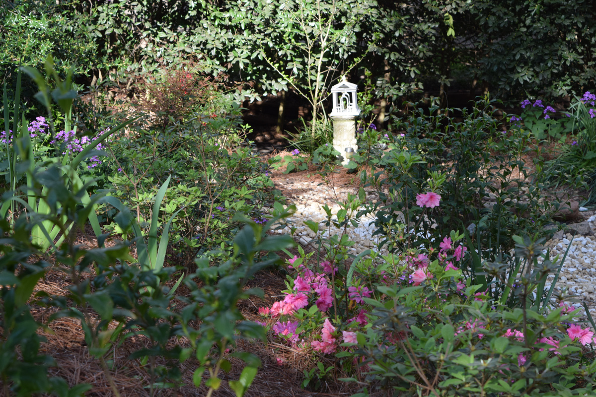 Trisha's front garden in bloom