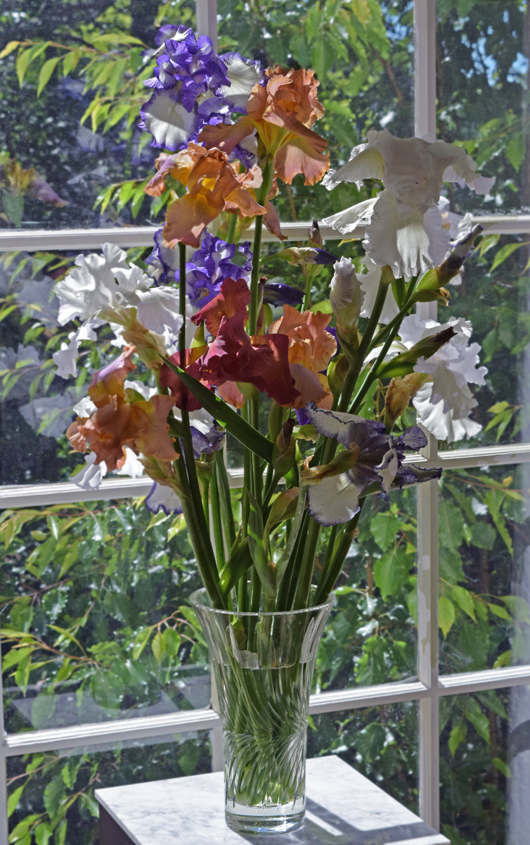 Irises arranged in a vase, ready to paint