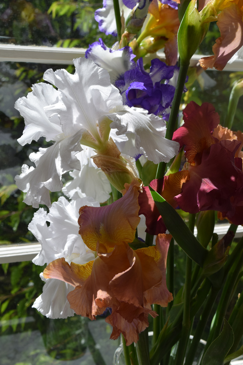 A close-up of irises in the garden